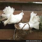 Pair of Fantail Doves
