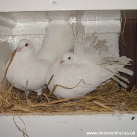 Pair of Fantail Doves