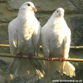 Fantail Doves Breeding Pair