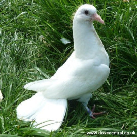 Young White Dove