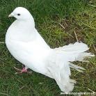 Dove White Fantail