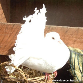 Fantail Dove Nesting